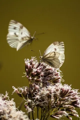 小白菜，白玲，蝴蝶，亲密，昆虫