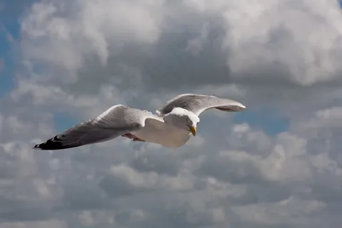 海鸥,苍蝇,鸟,水,水禽,动物,沧海 海鸥,苍蝇,鸟,水,水禽,动物,沧海