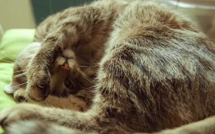 猫，累了，睡觉