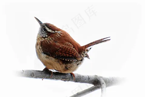 鸟,卡罗来纳州ren,布朗,春天,野生动物 鸟,卡罗来纳州ren,布朗,春天,野生动物