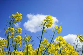 油菜花，花序，油菜，黄色