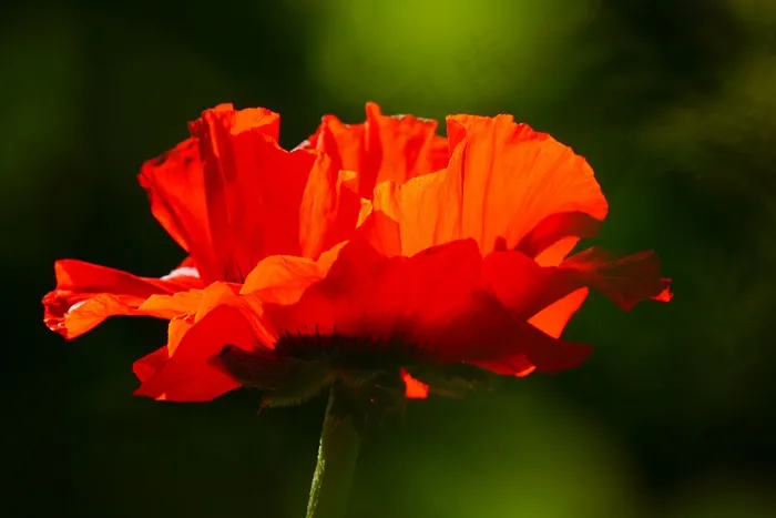 罂粟，罂粟花，红色，花，Klatschmohn，开花
