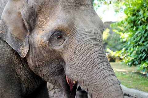 大象，哺乳动物，动物肖像，头，眼睛