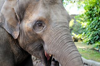 大象，哺乳动物，动物肖像，头，眼睛