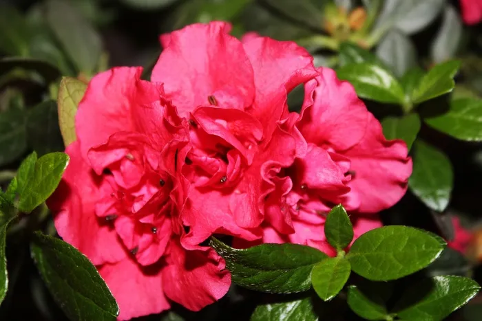 杜鹃花，花，室内，特写，粉红色，红色，春天