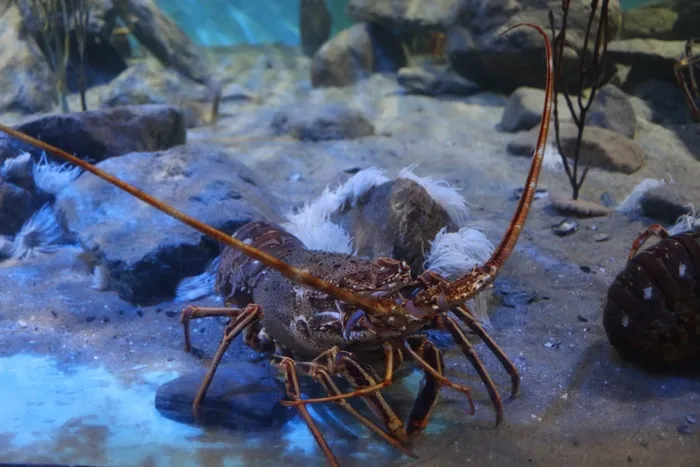 龙虾，甲壳动物，海洋生物，贝类，海鲜