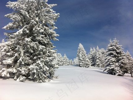 冬天,雪,冷杉,阿尔萨斯,寒冬,冬季寒冷 冬天,雪,冷杉,阿尔萨斯,寒冬,冬季寒冷