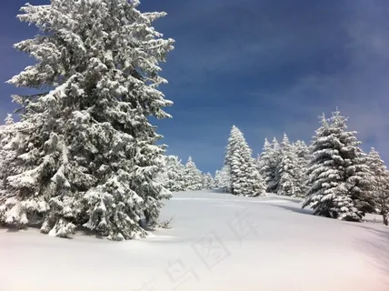 冬天,雪,冷杉,阿尔萨斯,寒冬,冬季寒冷 冬天,雪,冷杉,阿尔萨斯,寒冬,冬季寒冷