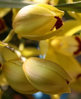 降低,黄色,内藏红色,花瓣,柔软,精致 降低,黄色,内藏红色,花瓣,柔软,精致