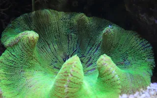 珊瑚，绿色，海洋，水族馆，鱼，水下