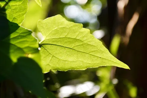 Gahala藤叶,叶子,背点燃,光,阳光 Gahala藤叶,叶子,背点燃,光,阳光