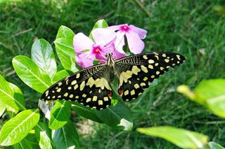 石灰蝴蝶，凤蝶凤蝶，蝴蝶