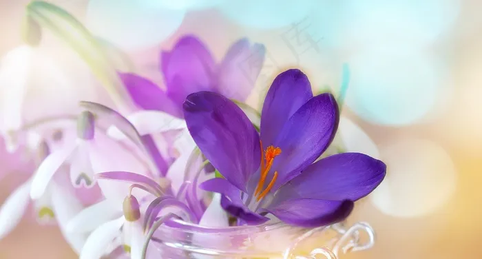 番红花，雪花莲，山谷的百合花，白色，紫色