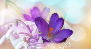 番红花，雪花莲，山谷的百合花，白色，紫色