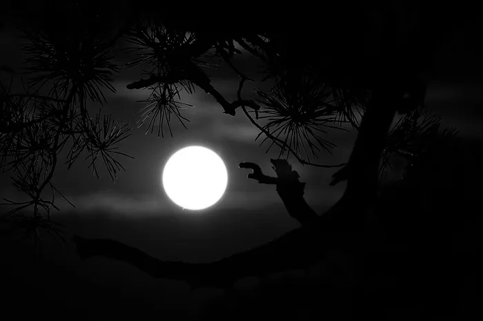 午夜，满月，月亮，夜晚，黑色和白色