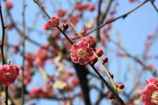 梅花，春天，粉红色，萌芽