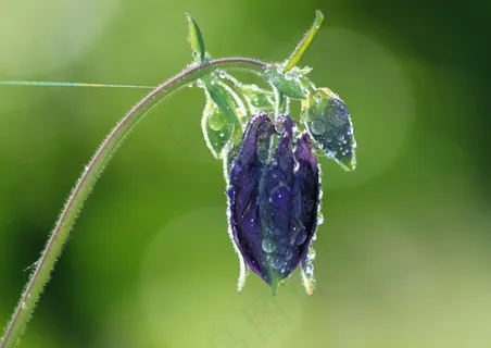 哥伦拜恩，开花，花，紫色，红紫