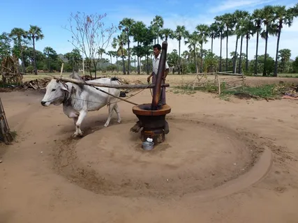 牛，农业，传统，亚洲，动物，研磨，缅甸