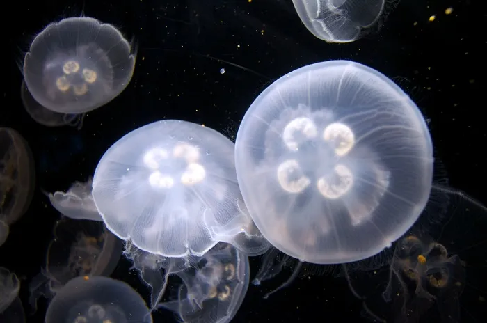 水母，水族馆，水下，和平，海洋生物