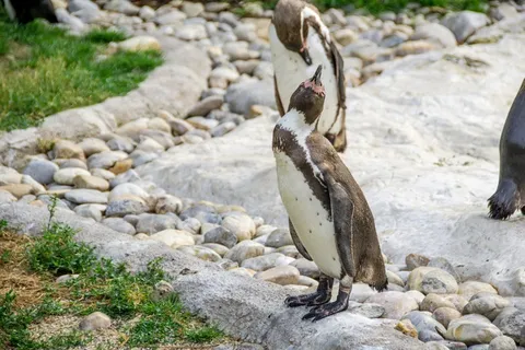 企鹅，甜，在一起，两个，动物，可爱，好奇