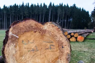 木材，木材，林业工人，木柴，成长畜群