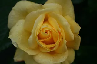 玫瑰，露水，开花，盛开，玫瑰绽放，串珠，滴灌