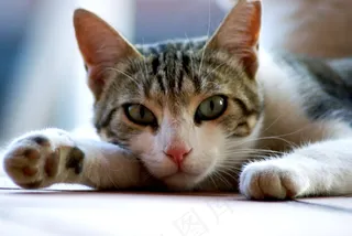 猫，猫的，动物，宠物，猫的眼睛，绿眼睛