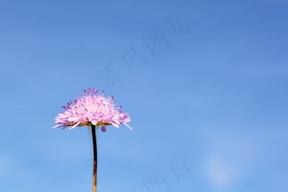 ab报告，灌木，开花，盛开，花