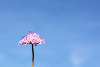 ab报告，灌木，开花，盛开，花