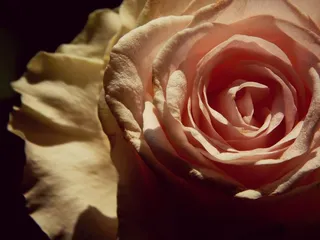 玫瑰，宏，粉红色，花，门票