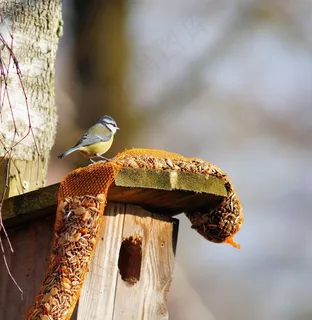 鸟,山雀,性质,小鸟,鸟种子,爪出来 鸟,山雀,性质,小鸟,鸟种子,爪出来