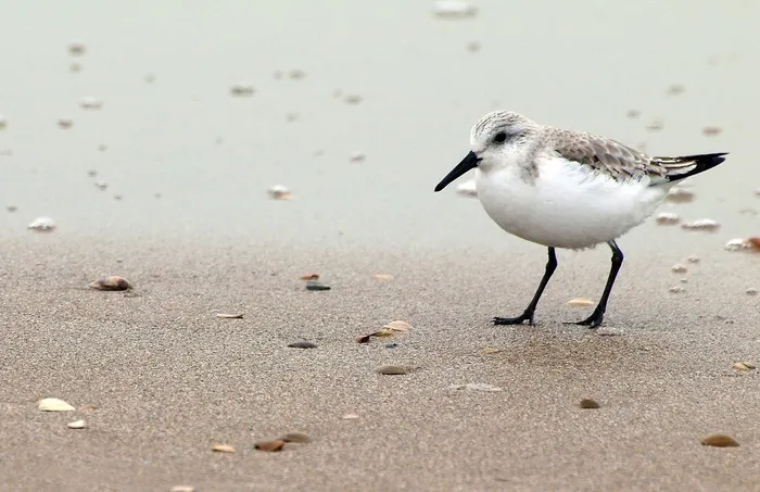 红结，Calidris Canutus，鸟，矶pi，海滩，海