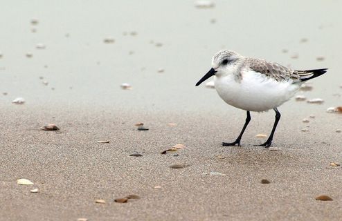 红结，Calidris Canutus，鸟，矶pi，海滩，海