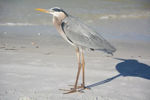 苍鹭,鸟,海滩,自然,全身羽毛,水禽 苍鹭,鸟,海滩,自然,全身羽毛,水禽