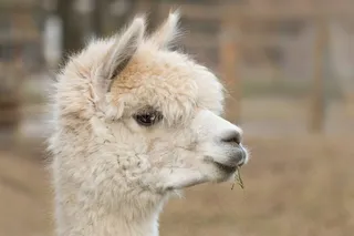 羊驼毛，帕科，哺乳动物，羊毛，骆马科帕科斯，羊驼毛