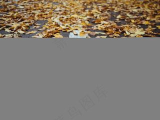 叶子，秋，秋天，路面，道路，街