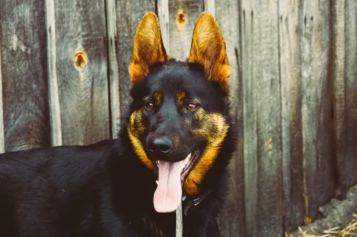 狗，犬，德国牧羊犬，宠物，黑色，动物