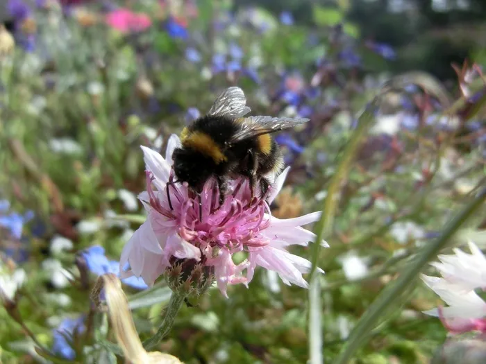 悍马，花，开花，盛开，昆虫，关闭，自然