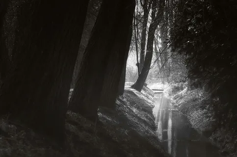 河流，森林，水，自然，流量，景观，树木