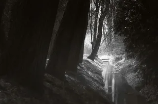 河流，森林，水，自然，流量，景观，树木