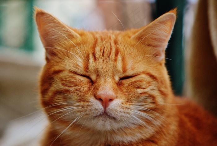 猫，宿醉，红色，可爱，鲭鱼，虎，甜
