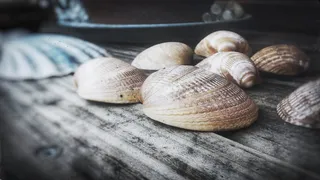 贝壳，木材，静物