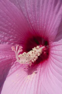 芙蓉花，中国玫瑰玫瑰花，中国玫瑰