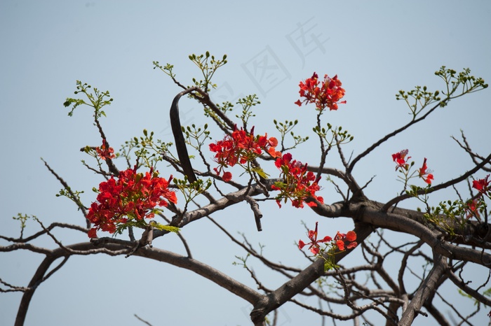 性质，花，树，天空，红色，枝杈，景观
