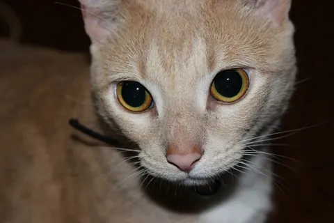 猫，宠物，猫的，小猫，家养，小猫，哺乳动物