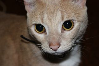 猫，宠物，猫的，小猫，家养，小猫，哺乳动物