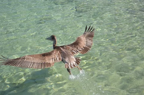 鸟，水，可惜，百科全书，自由，飞，动物