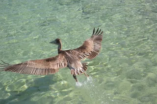 鸟，水，可惜，百科全书，自由，飞，动物