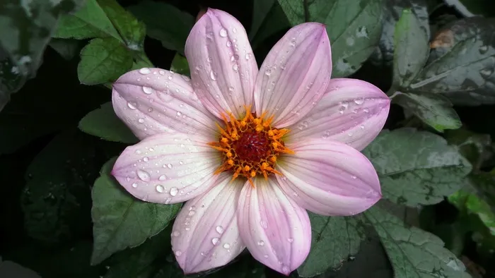 开花，玫瑰，粉红色，紫色，鲜花，自然