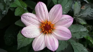 开花，玫瑰，粉红色，紫色，鲜花，自然